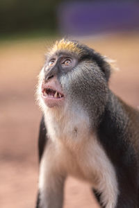 Close-up of monkey looking away