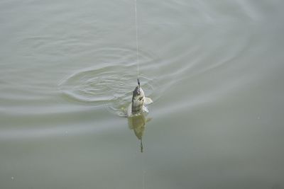 High angle view of fish swimming in lake