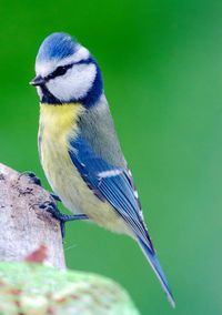 Close-up of bird perching on green leaf