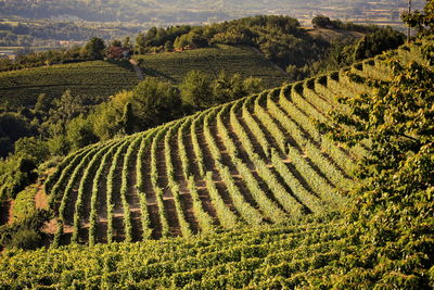 Scenic view vineyards in tuscany