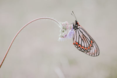 Close-up of butterfly on flower