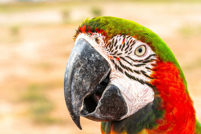 Close-up of parrot