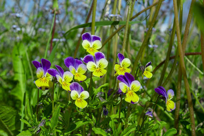 Close-up of purple flowering plants