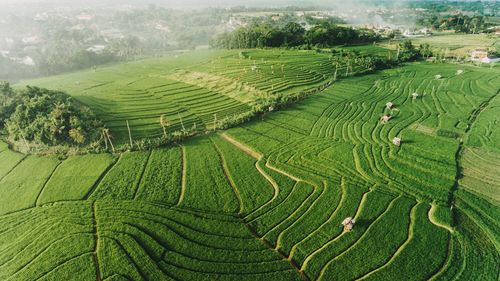 High angle view of agricultural field