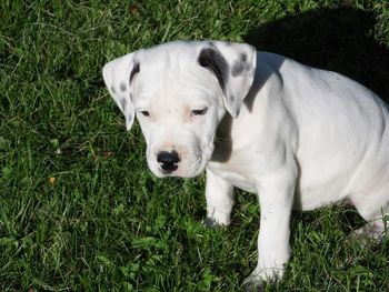 Portrait of dog on grassy field