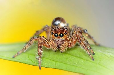 Close-up of insect on leaf