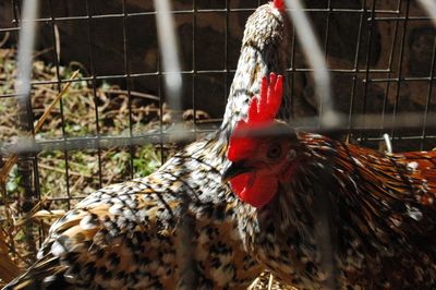 Close-up of rooster in cage