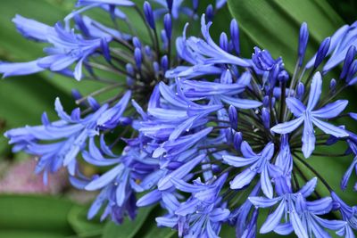 Close-up of purple flowering plants