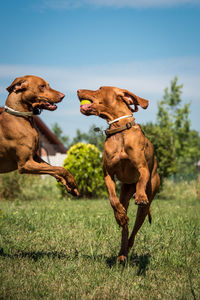 Dogs playing on field against sky