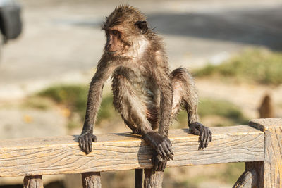 Wet long-tailed macaque sitting on railing in zoo