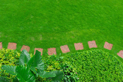 High angle view of stepping stones and grassy field in garden