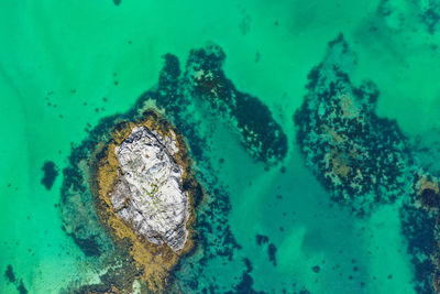 High angle view of turtle underwater