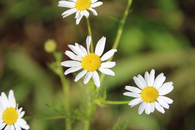 Close-up of white daisy flowers