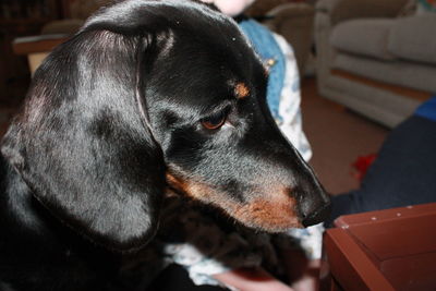 Close-up of dog looking away