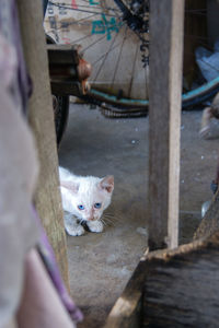 High angle portrait of cat with kitten on concrete floor