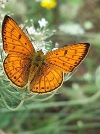 Butterfly pollinating flower