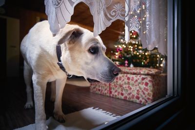 Festive evening at home. curious dog looking through window against christmas tree with presents.