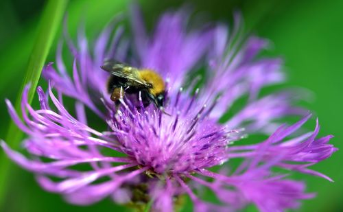 Close-up of bee pollinating on purple flower