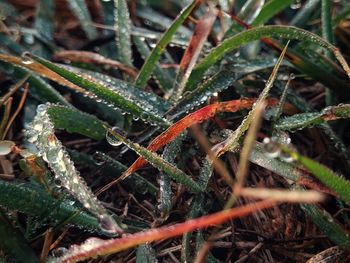 High angle view of wet plants growing on field