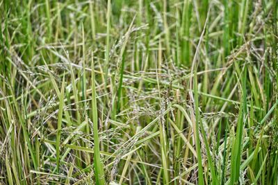 Full frame shot of bamboo on field