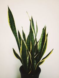 Close-up of potted plant against white background