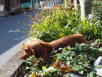 Close-up of dog looking away