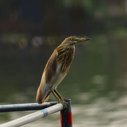Close up of an indian pond heron perching on a railing