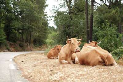 Cows relaxing on tree