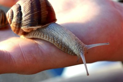 Close-up of snail on finger