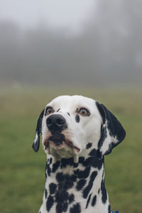 Close-up of dog on field