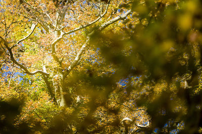 Low angle view of trees during autumn