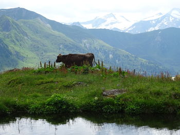 Cows in a valley