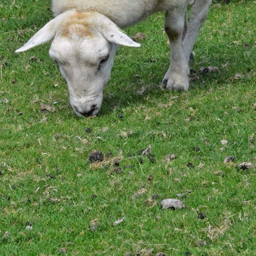 domestic animals, animal themes, mammal, pets, dog, grass, one animal, field, high angle view, grassy, green color, nature, relaxation, day, outdoors, lying down, sunlight, no people, growth, resting