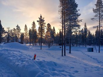 Trees on snow covered field against sky during sunset