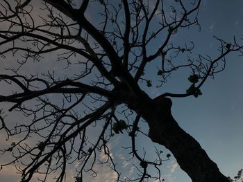 Low angle view of silhouette bare tree against sky