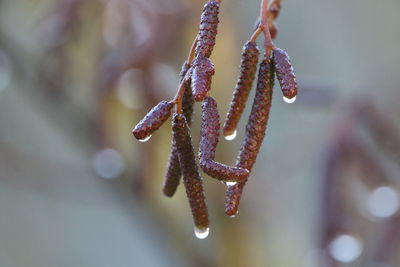 Close-up of frozen plant