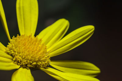 Close-up of yellow flower against black background