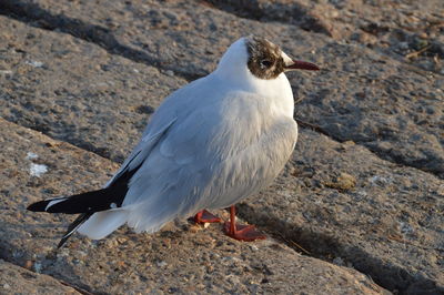 Close-up of seagull perching on rock