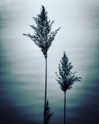 Silhouette tree in forest against sky