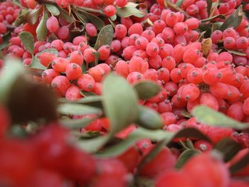 Close-up of cherries on tree