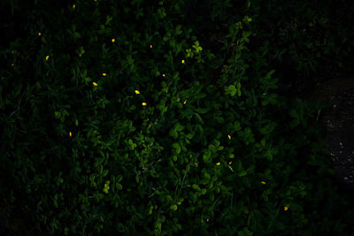 Plants growing at night