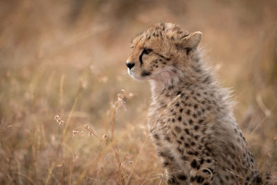 Cheetah sitting in forest