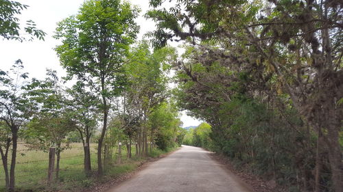 Road amidst trees on landscape