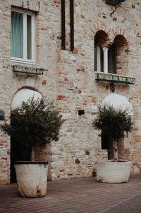 Potted plant against building