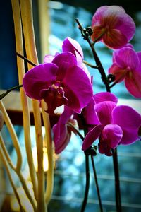 Close-up of pink flowers blooming outdoors