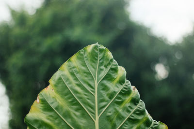 Close-up of leaf