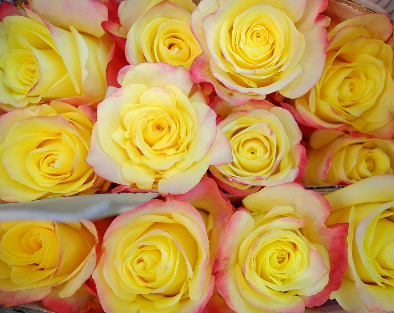 HIGH ANGLE VIEW OF YELLOW ROSES ON BOUQUET