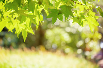 Close-up of leaves on tree during sunny day