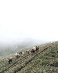 Cows grazing on field against sky