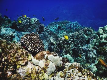Fish swimming in sea
